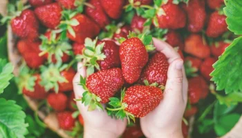 Экономист Тимофеев: цены на клубнику снизятся в ближайшие две недели