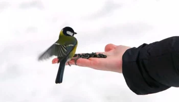 Москвичей призвали продолжать подкармливать птиц в марте