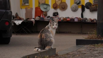 Кота Толика из московской пожарной части номинировали на международную премию