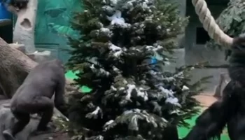 Московский зоопарк показал играющих с новогодней елью черных горилл