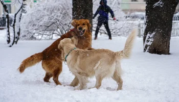 Синоптики сообщили о снежной и морозной погоде в Москве 16 февраля