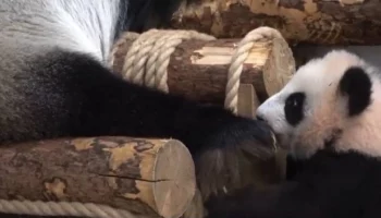 «Это мое место»: Московский зоопарк показал борьбу панды Катюши со своей мамой