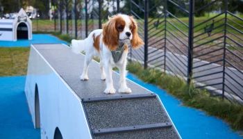 Семь собачьих площадок обустроили в Юго-Восточном округе столицы