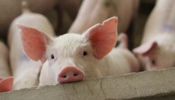 Россиян предупредили о штрафах за содержание свиней, кур или коз в квартирах