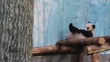 &laquo;Готовится спускаться&raquo;: Московский зоопарк показал окончание рабочего дня Катюши