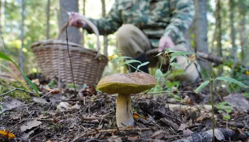 Лисички, белые, подосиновики: грибной сезон продолжается в Подмосковье