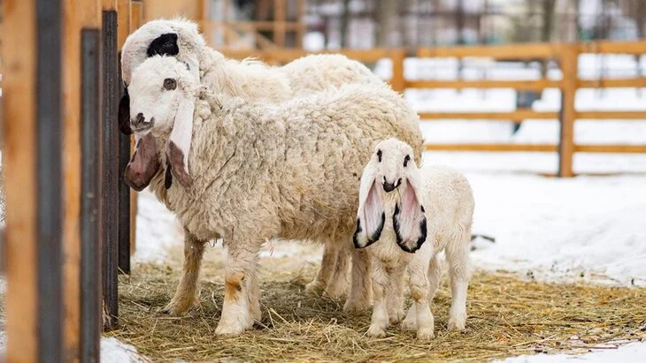 Контактная площадка в Детском зоопарке закрыта по техническим причинам Контактная площадка в Детском зоопарке закрыта по техническим причинам