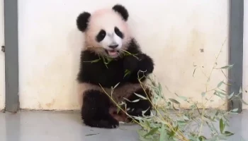 &laquo;Все запомнила&raquo;: Московский зоопарк показал повторяющую за мамой панду Катюшу