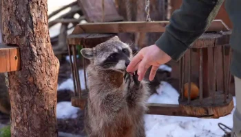 Еноты-полоскуны в Московском зоопарке вышли из зимнего сна