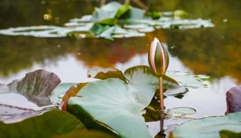Началась реабилитация Верхнего Салтыковского пруда