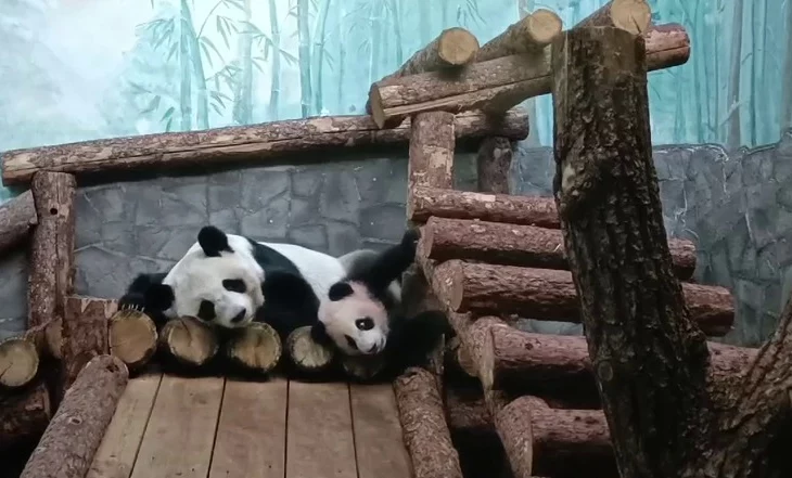 «Тихонько просыпается»: Московский зоопарк показал будни Катюши в главном вольере «Тихонько просыпается»: Московский зоопарк показал будни Катюши в главном вольере