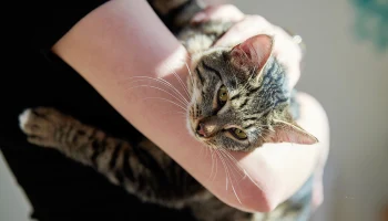 Сервис «Моспитомец» помогает животным из приютов найти заботливых хозяев Сервис «Моспитомец» помогает животным из приютов найти заботливых хозяев