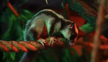 Полосатый кускус по имени Баранка поселился в Московском зоопарке