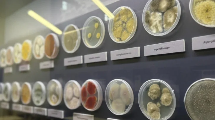 Москвичей пригласили на необычную выставку о плесени в столичный биокластер Москвичей пригласили на необычную выставку о плесени в столичный биокластер