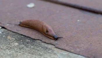 Эксперт Гомыранов: оранжевые слизни стали постоянными "жителями" Москвы
