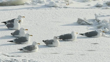 Синоптик Ильин объяснил причину резкого похолодания в Москве