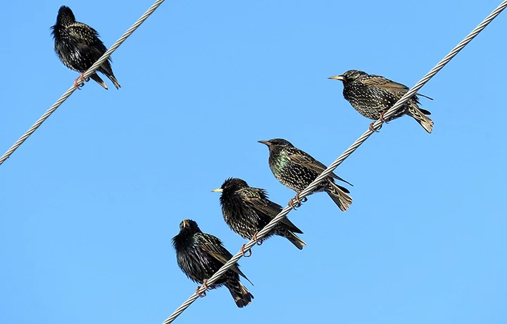 Грачи и скворцы вернулись с зимовки в столицу Грачи и скворцы вернулись с зимовки в столицу