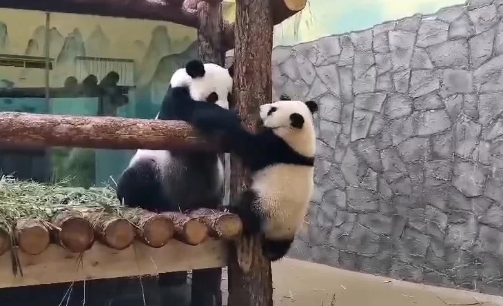 «Другие планы»: Московский зоопарк показал зовущую Катюшу играть Диндин «Другие планы»: Московский зоопарк показал зовущую Катюшу играть Диндин