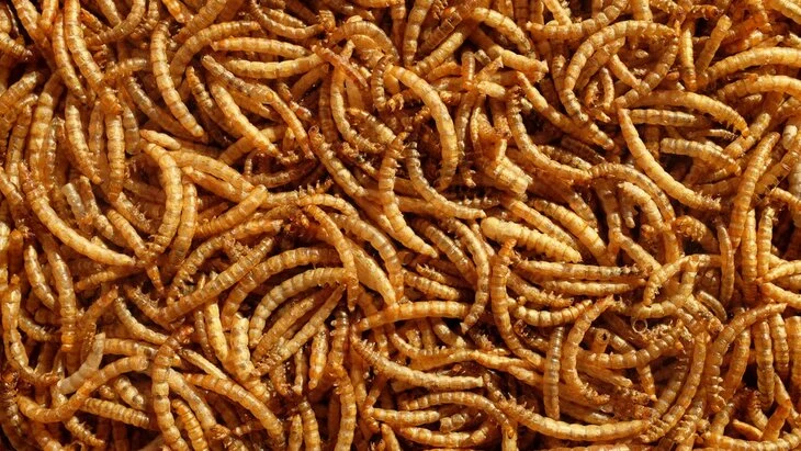 Таможенники в Китае остановили женщину с живыми червями в штанах Таможенники в Китае остановили женщину с живыми червями в штанах