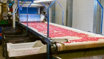 Московская компания увеличила производство ягодного пюре благодаря федпроекту