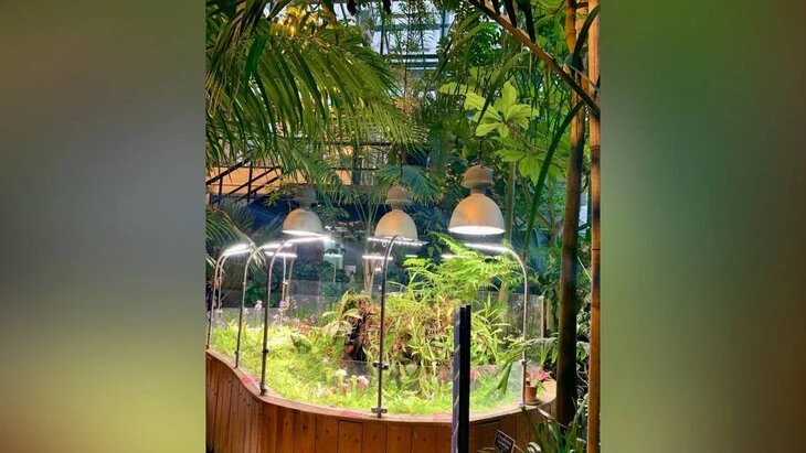 Пальмовая оранжерея "Аптекарского огорода" временно закроется с 22 декабря Пальмовая оранжерея "Аптекарского огорода" временно закроется с 22 декабря