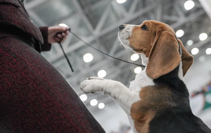 «Аэрофлот» разрешил перевозить животных на соседних пассажирских креслах «Аэрофлот» разрешил перевозить животных на соседних пассажирских креслах