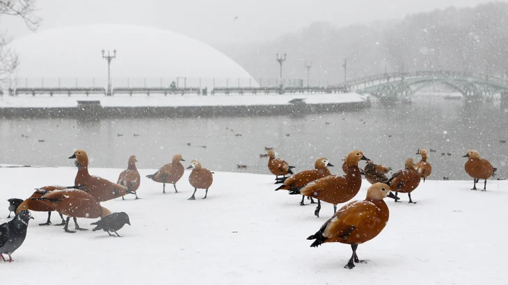 В Москве ночью и утром 29 января может выпасть до девяти сантиметров снега В Москве ночью и утром 29 января может выпасть до девяти сантиметров снега