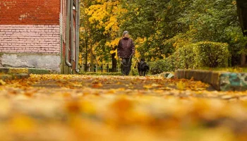 Синоптики сообщили о пасмурной и сухой погоде в Москве 20 октября