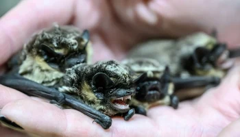 Новый коронавирус обнаружили у летучих мышей в Бразилии