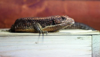 Два детеныша большого геррозавра родились в Московском зоопарке Два детеныша большого геррозавра родились в Московском зоопарке