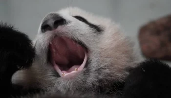 &laquo;Егоза&raquo;: Московский зоопарк поделился кадрами осмотра панды Катюши