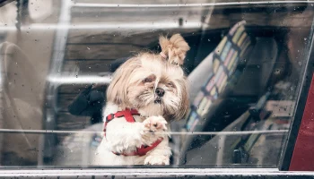 Семь собак, пять кошек и хомяка бросили одних в машине в Москве с начала года