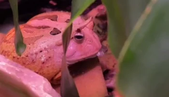 &laquo;Очень прожорлива&raquo;: Московский зоопарк показал способности амазонской рогатки