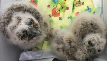 Перед началом сезона гнездования в Москве усиливают меры по охране редких птиц