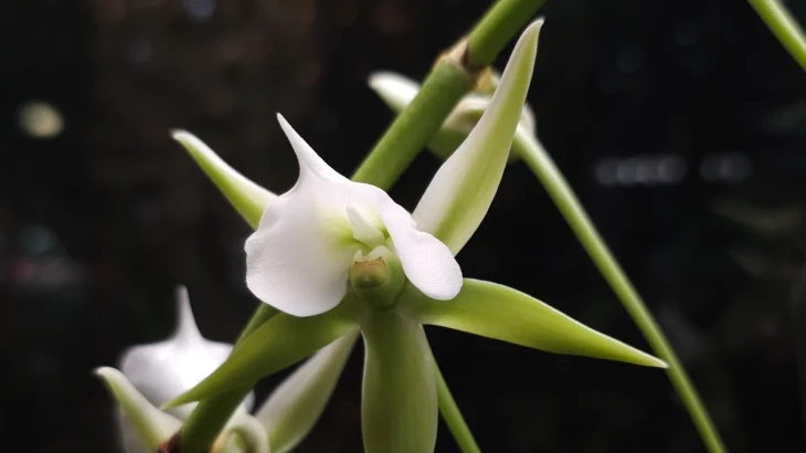 Редкая орхидея из Мадагаскара расцвела в «Аптекарском огороде» Редкая орхидея из Мадагаскара расцвела в «Аптекарском огороде»