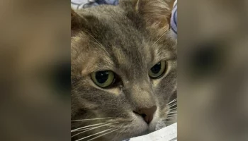 Кот Кузя спас ребенка от пожара в Москве