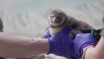 Шесть птенцов пингвинов Гумбольдта родились в Московском зоопарке