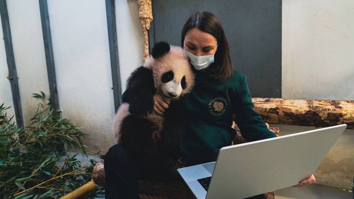 «Современный ребенок»: панде Катюше показали ее детские фото на ноутбуке