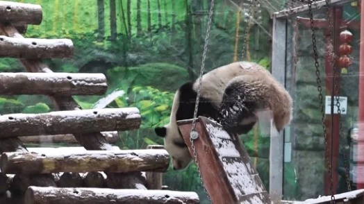 «Поклонница зимы»: панда Катюша из Московского зоопарка обрадовалась выпавшему снегу «Поклонница зимы»: панда Катюша из Московского зоопарка обрадовалась выпавшему снегу