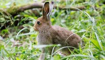 Шесть зайцев-беляков отправились жить в &laquo;Лосиный Остров&raquo;