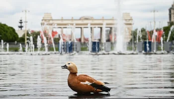 Снег сменится теплом: какой будет погода в Москве в ближайшие майские праздники