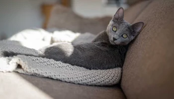 Врач Шеляков объяснил, зачем обрабатывать от клещей питомцев, не выходящих на улицу Врач Шеляков объяснил, зачем обрабатывать от клещей питомцев, не выходящих на улицу