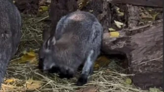 Московский зоопарк показал видео с подросшим детенышем кенгуру валлаби