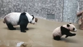 &laquo;Другие планы&raquo;: Московский зоопарк показал играющую без мамы панду Катюшу