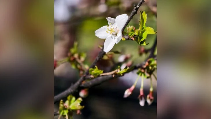 Первая сакура в Москве расцвела в "Аптекарском огороде" Первая сакура в Москве расцвела в "Аптекарском огороде"