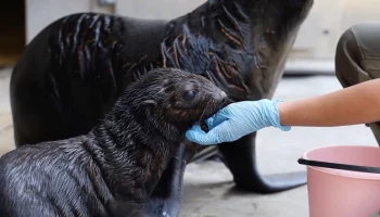 Детеныш морского котика родился в Московском зоопарке