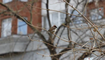 Синоптик Шувалов: Снежный покров в Москве просядет вдвое за неделю