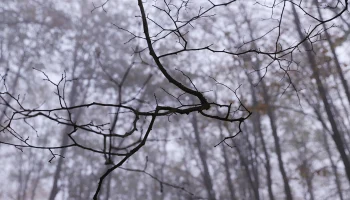 Поисковик Андрюшенков: Пропавшая в тайге семья Усольцевых могла сбежать из РФ