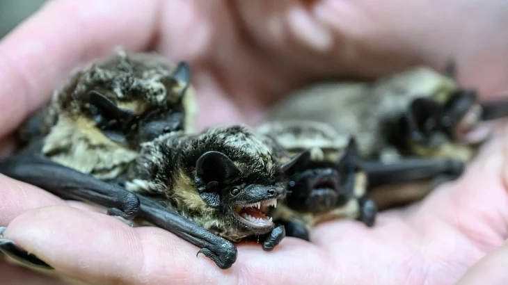 Летучие мыши проснулись в Москве в связи с наступлением теплого сезона Летучие мыши проснулись в Москве в связи с наступлением теплого сезона