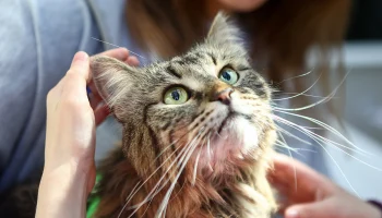В Думу внесли законопроект об ужесточении ответственности для хозяев животных